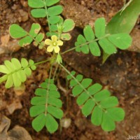 Biophytum reinwardtii (Zucc.) Klotzsch